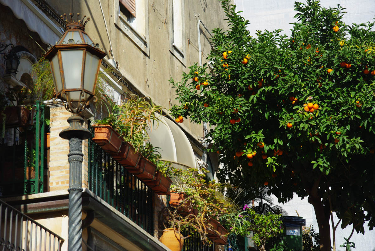 Un oranger dans les rues de Taormina - Sicile