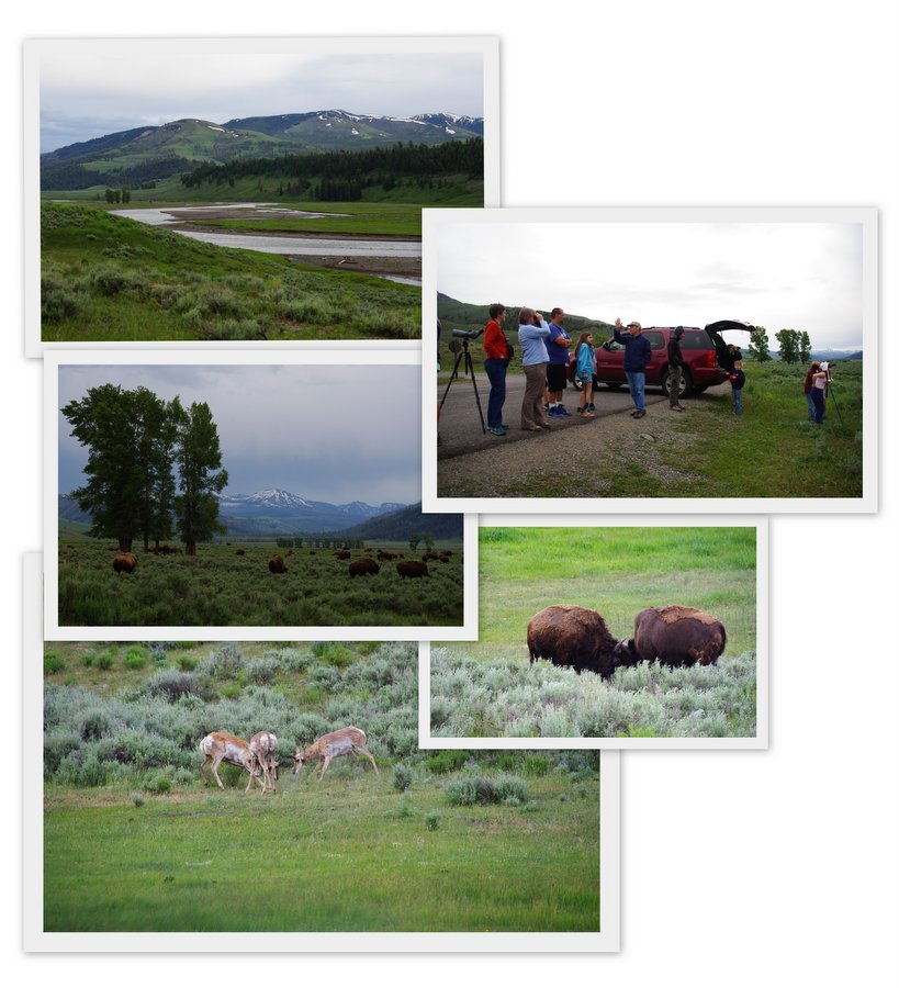 quelques vues de la Lamar Valley dans le Parc National de Yellowstone