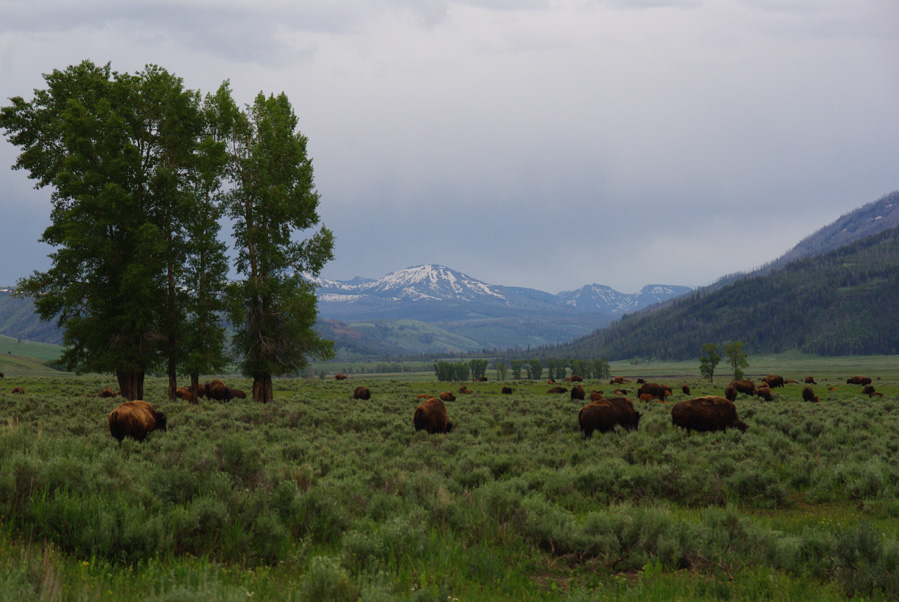 Troupeau de bisons - Lamar Valley - Parc National de Yellowstone