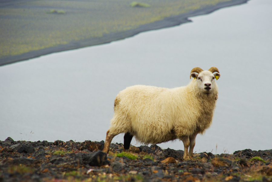 mouton islandais en quasi liberté près de vik