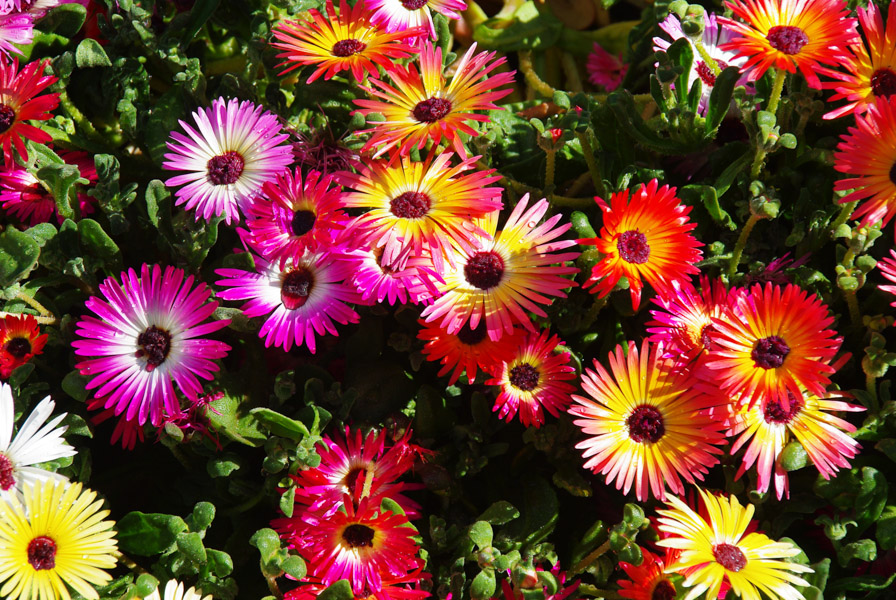 Fleurs multicolores - jardin botanique d'Akureyri - Islande