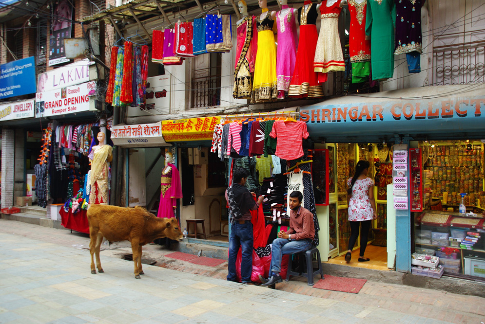 une vache dans les rues de Katmandou