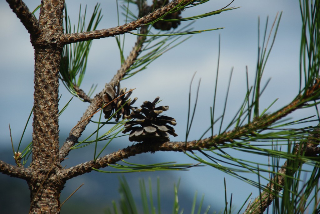 aiguille et pomme de pin