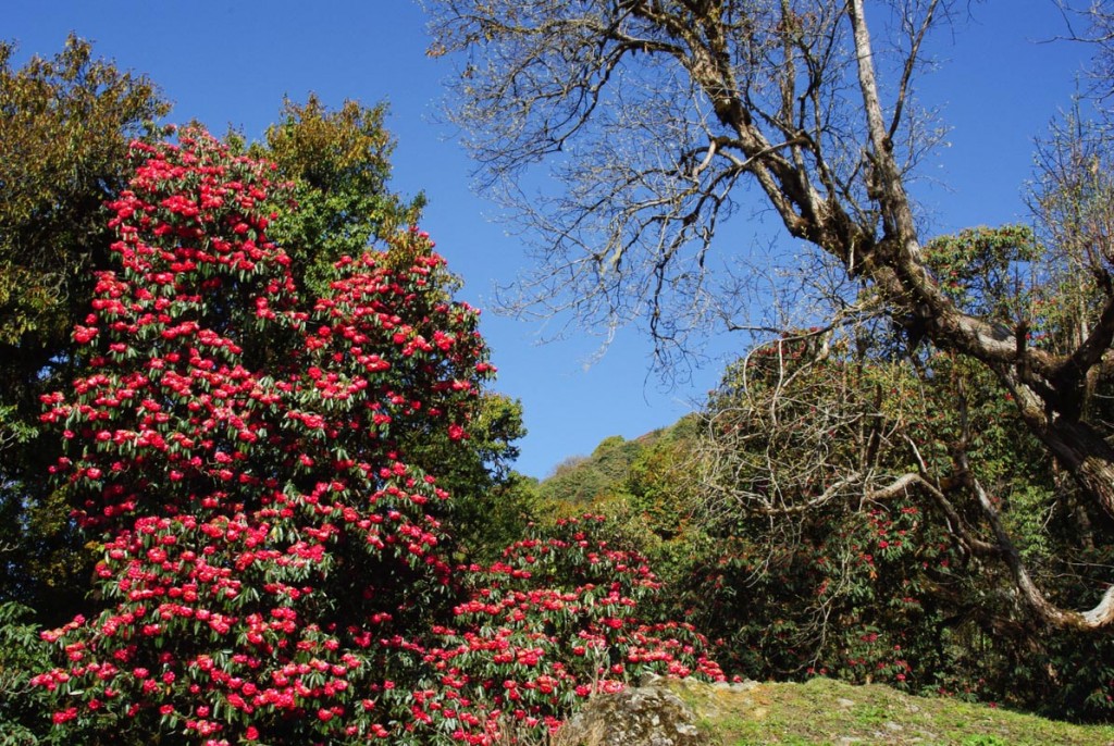 Un rhododendron en fleurs