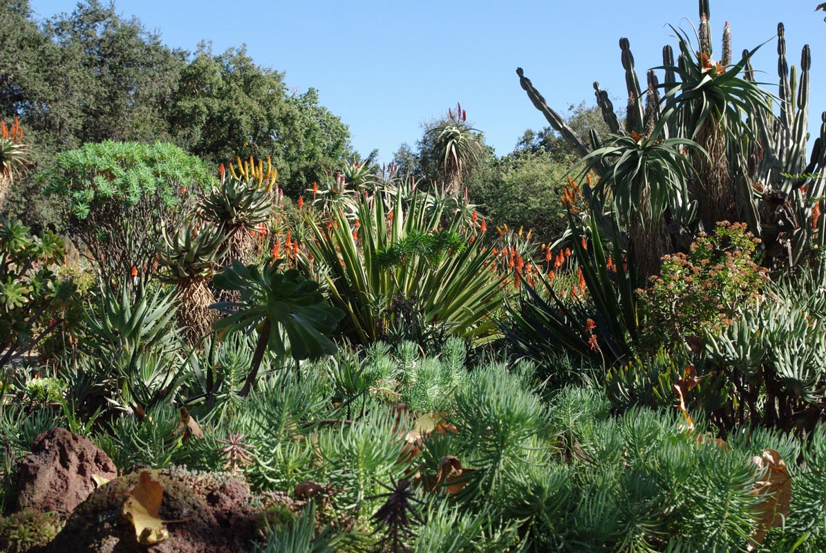Jardin du désert - Huntington Botanical Gardens