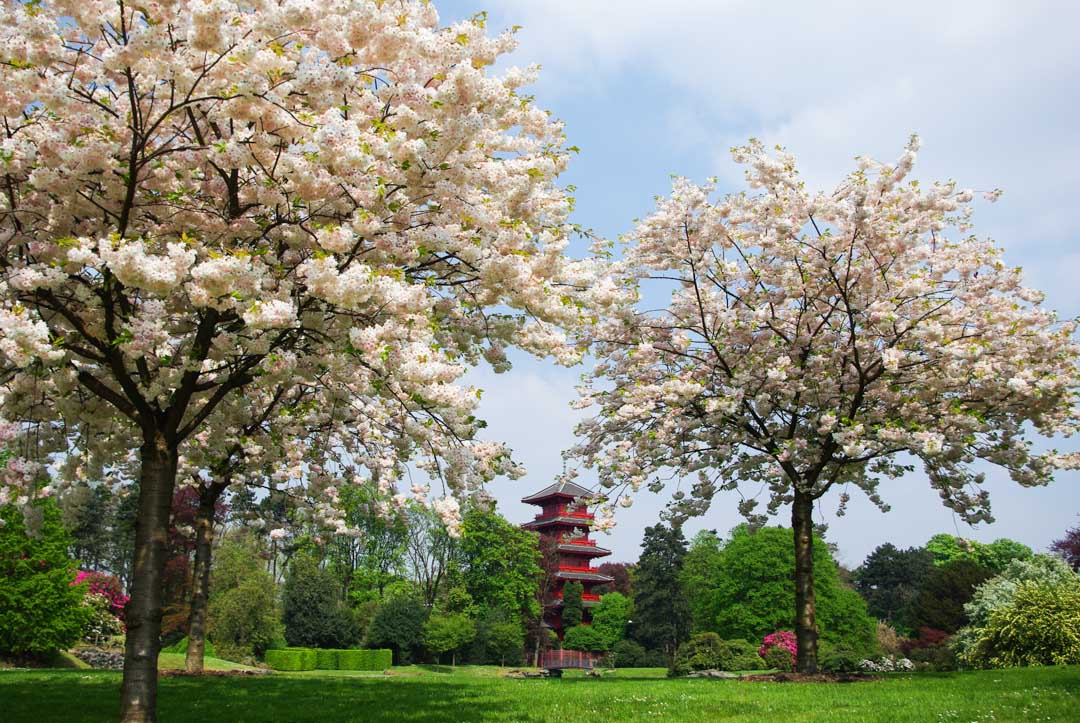 Cerisier en fleurs devant une pagode chinoise à Bruxelles
