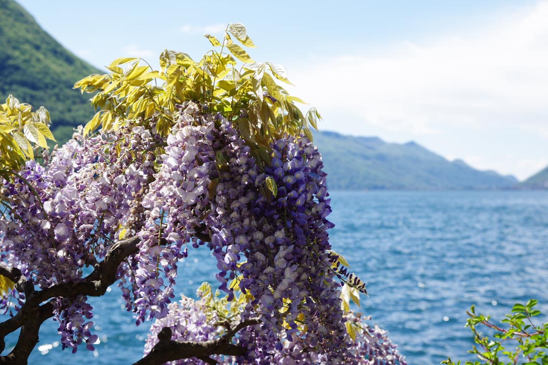 Des glycines en fleurs au bord du lac de Lugano