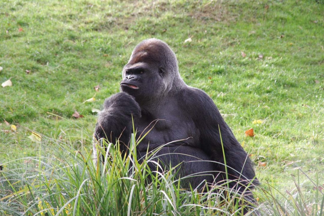 Gorille du zoo de Beauval