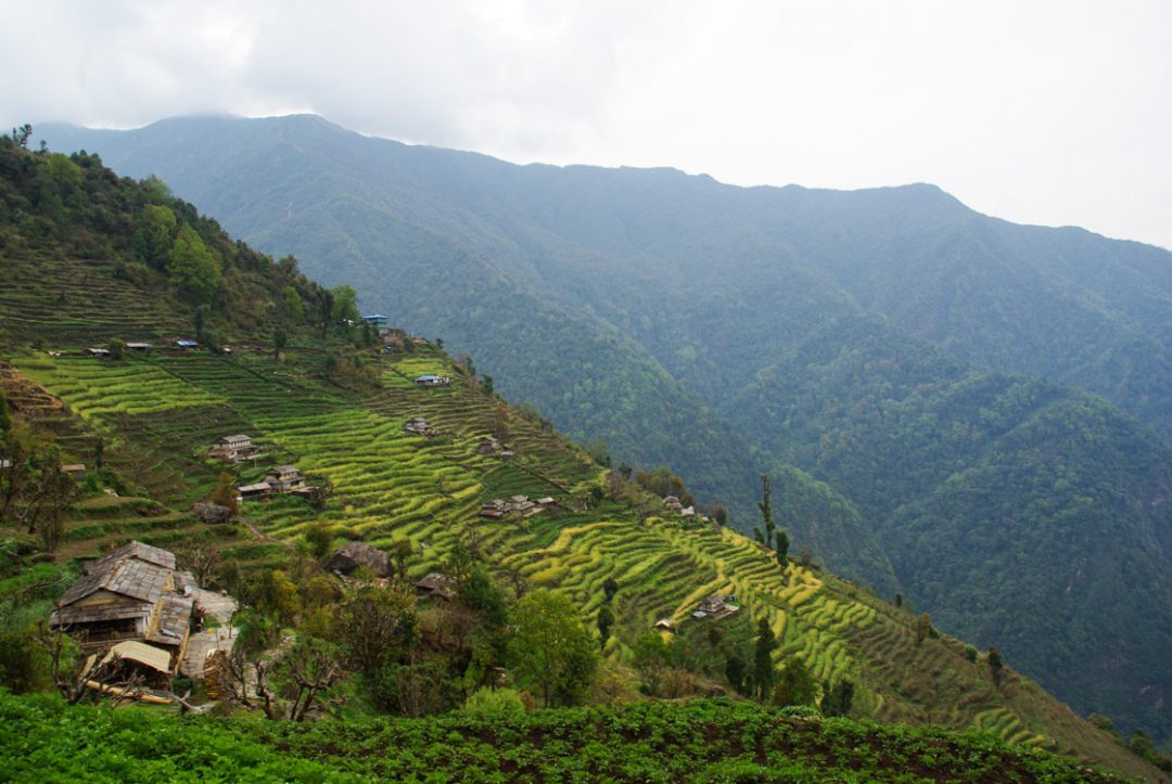 Vallée de Kimrong Khola - Annapurnas - Népal