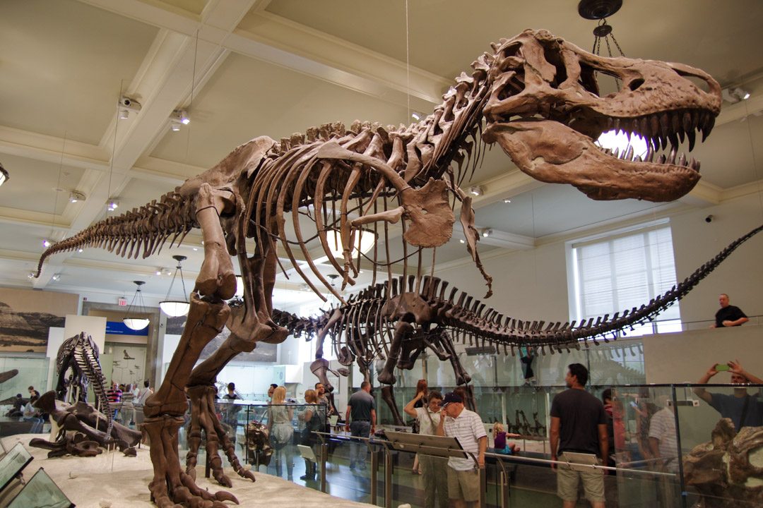 Squelette de tyranosaure au Museum d'Histoire Naturelle de New York