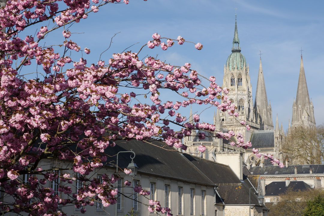 cathédrale de bayeux avec des cerisiers en fleurs