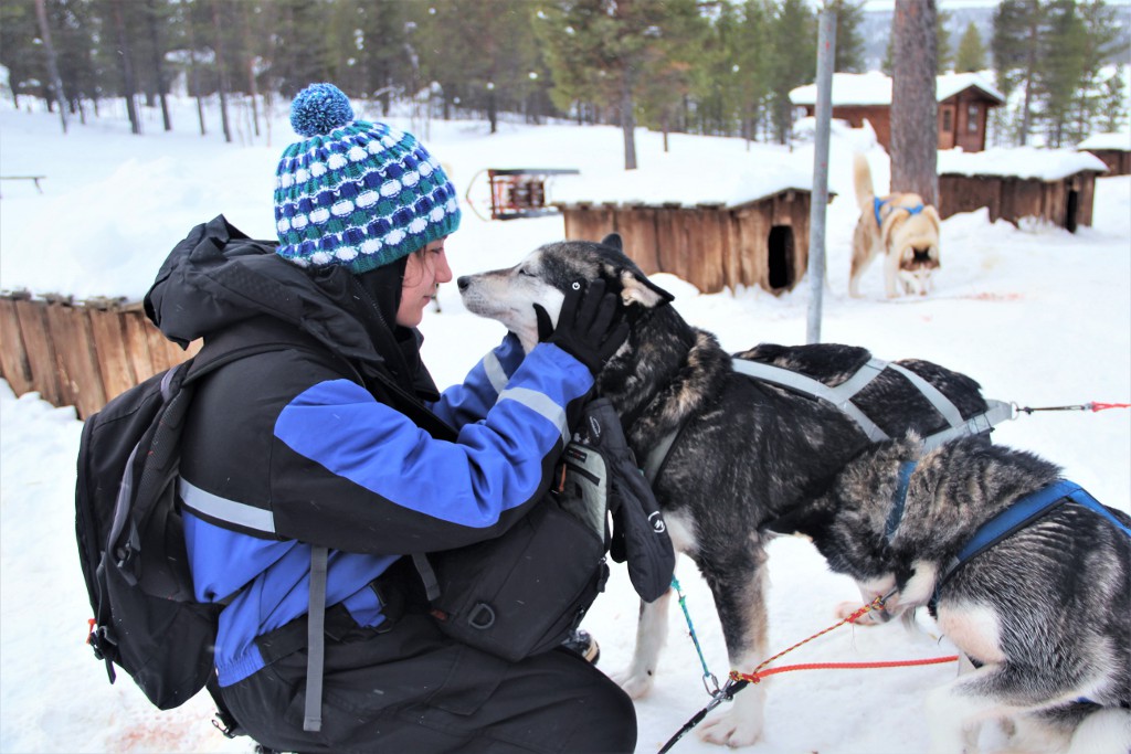 Balade en chien de traineau en Laponie par My Little Road