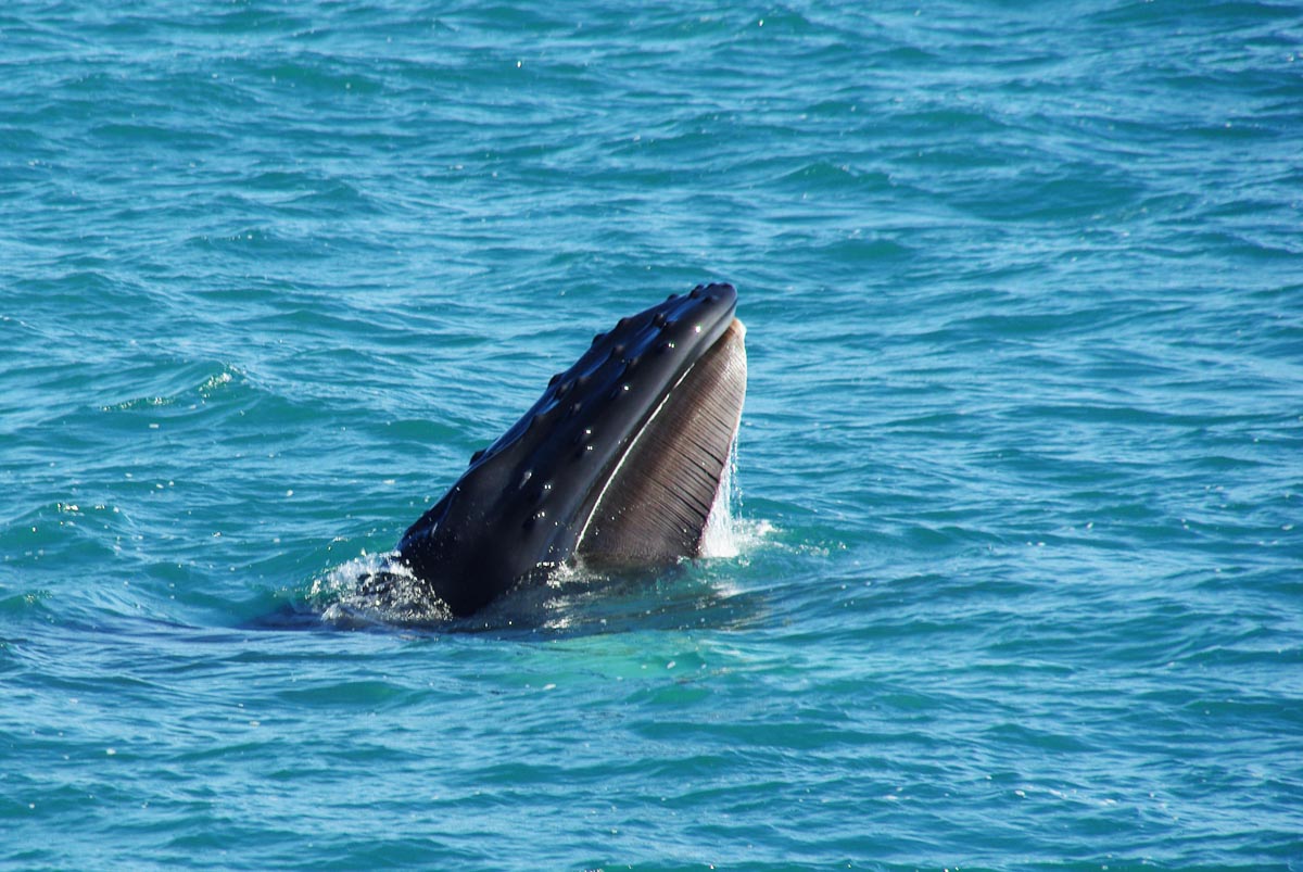 O Et Quand Observer Les Baleines En Islande Excursion Depuis Husavik