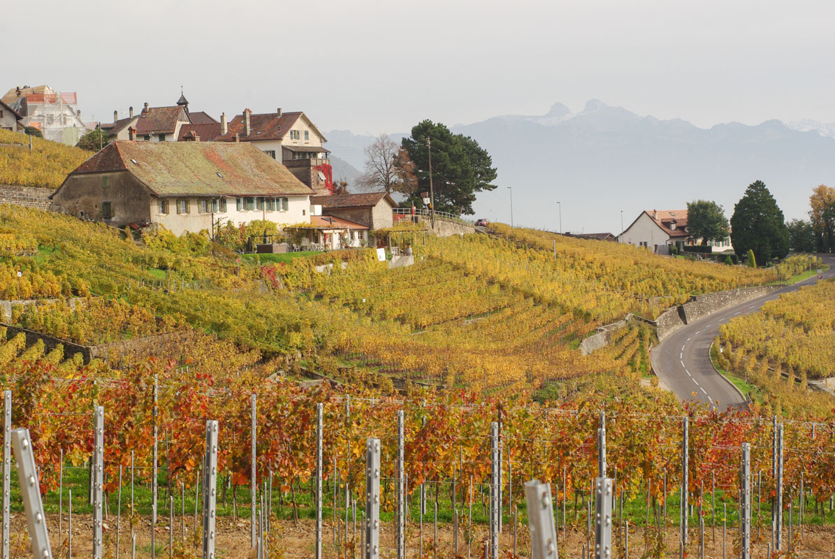 Maisons au coeur du coteaux du Lavaux - Suisse