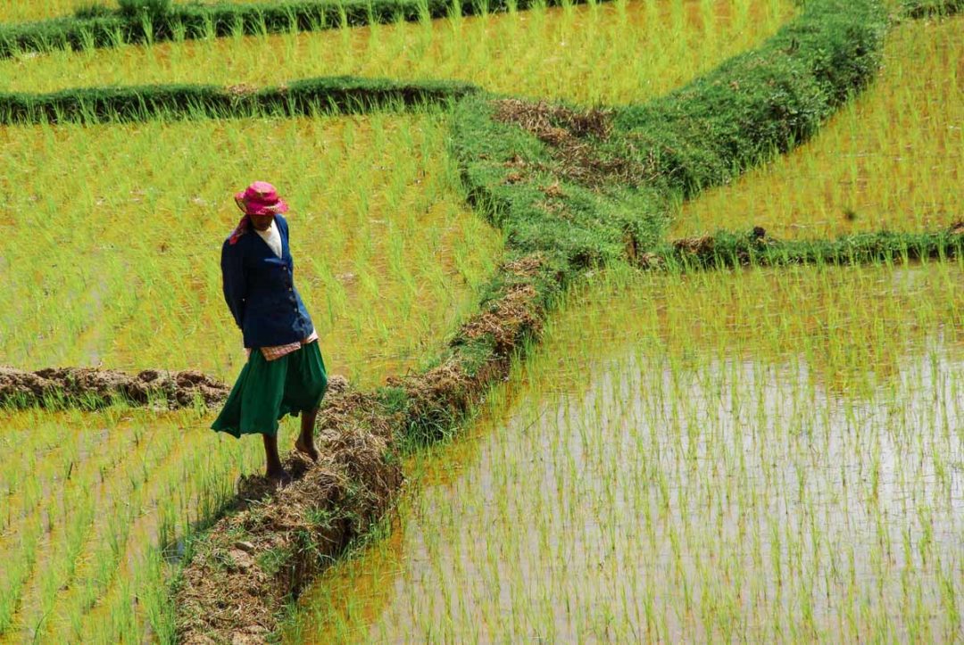 une femme dans les rizières de Betafo