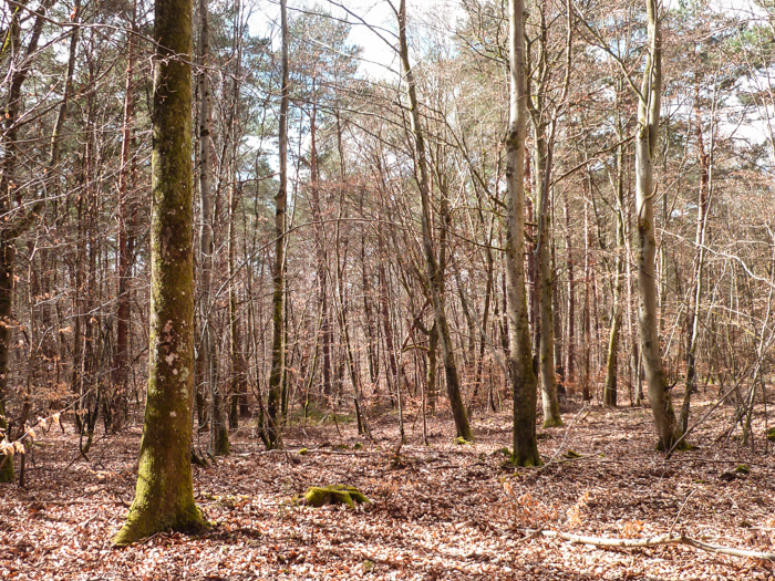 forêt de Fontainebleau en hiver