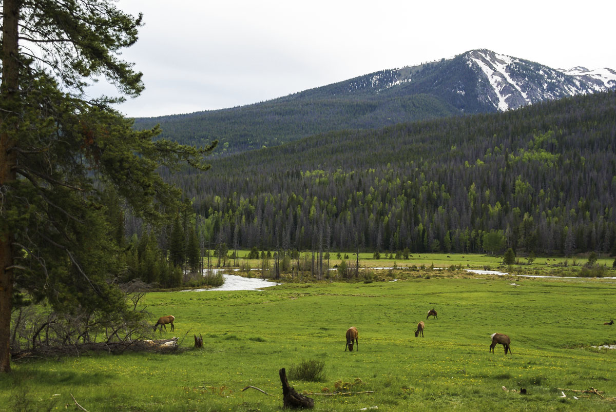 troupeau de biches près de Grand Lake à Rocky Mountains