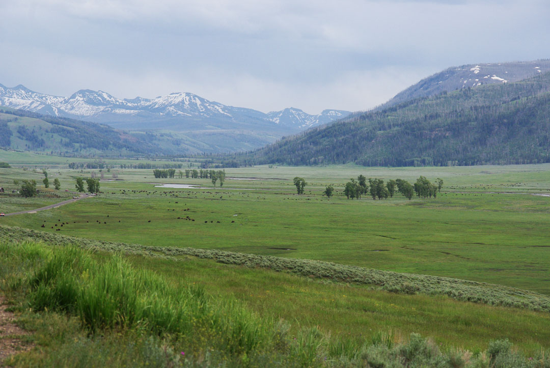 Vue panoramique sur la Lamar Valley - Yellowstone