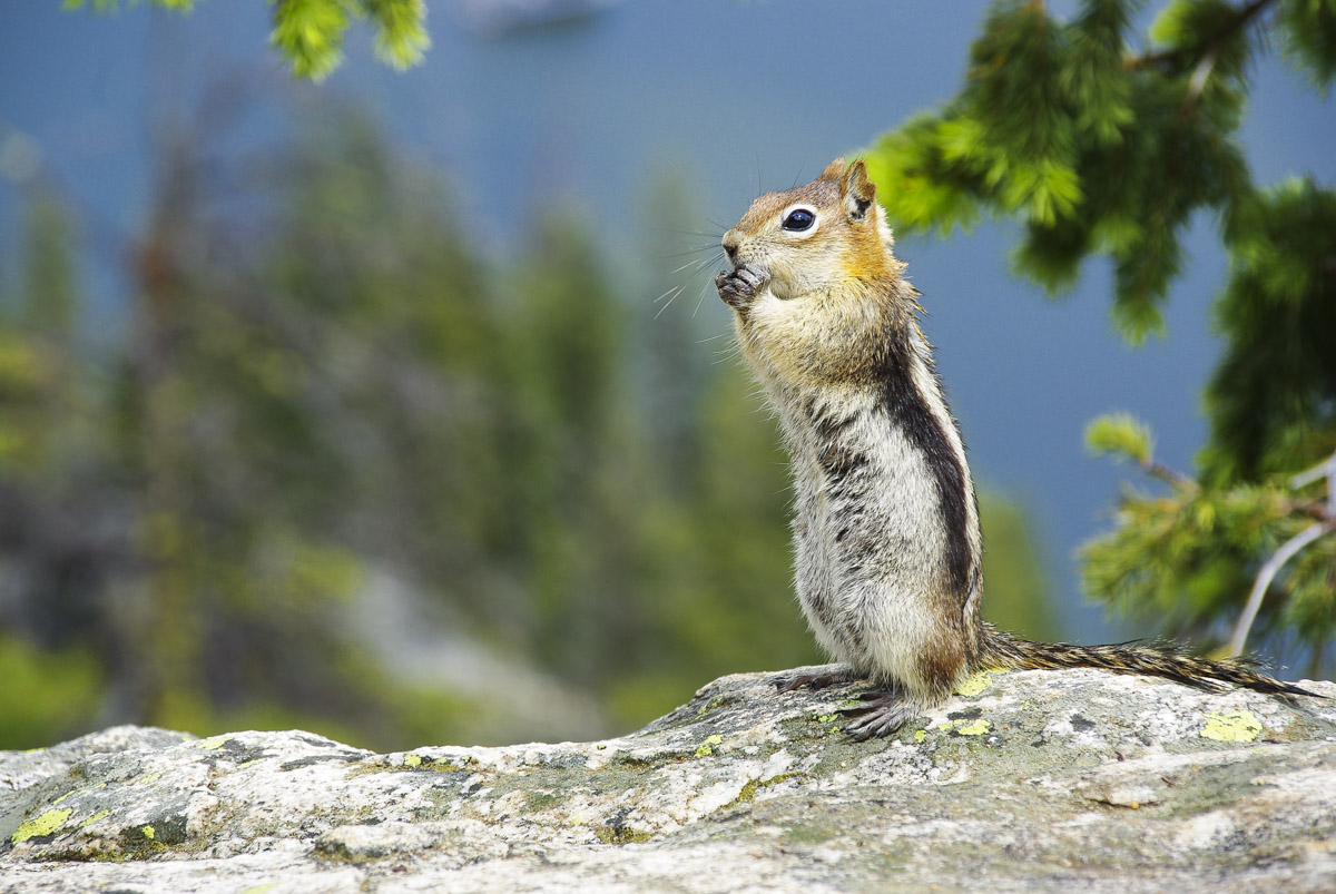 un petit Chipmunk au parc national de Grand Teton