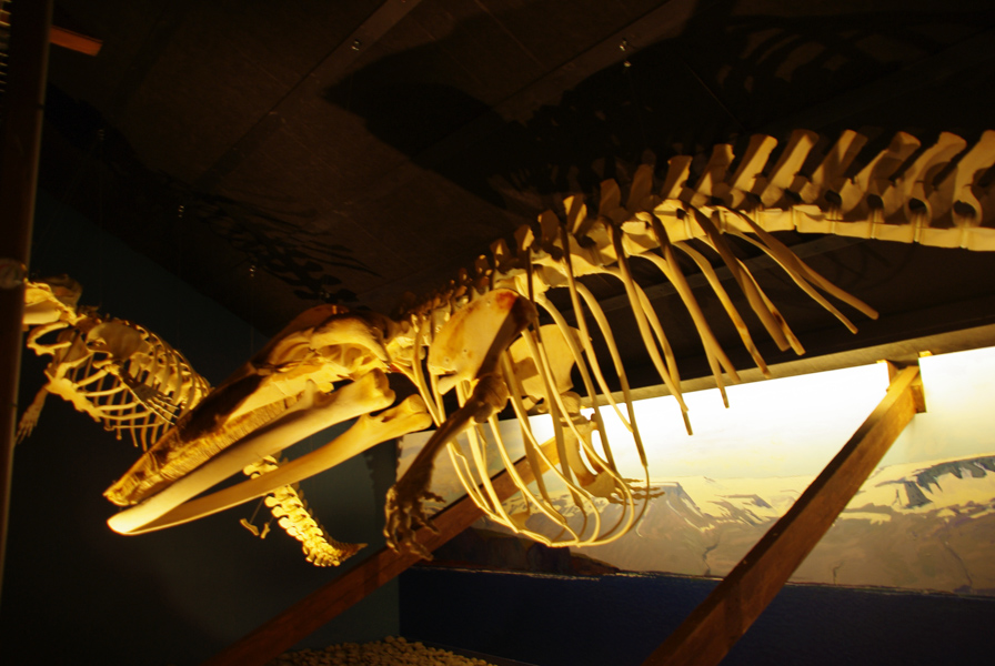 squelette de cétacé - musée de la baleine d'Husavik
