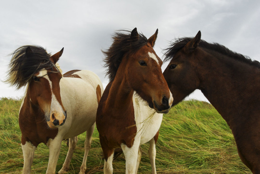 chevaux islandais au niveau de la péninsule de Vatnsnes