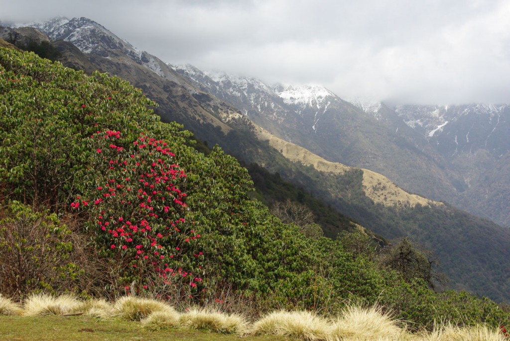 Les rhododendrons laissent places aux herbes hautes - Népal