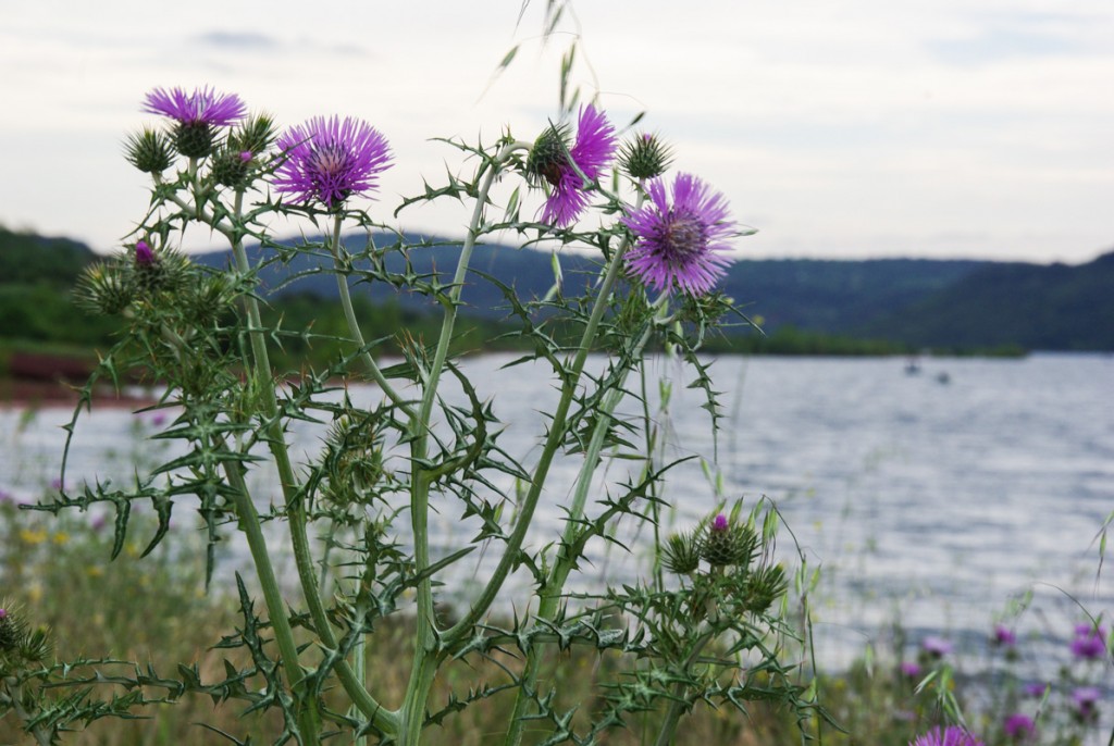 fleurs de chardon - lac du Salagou