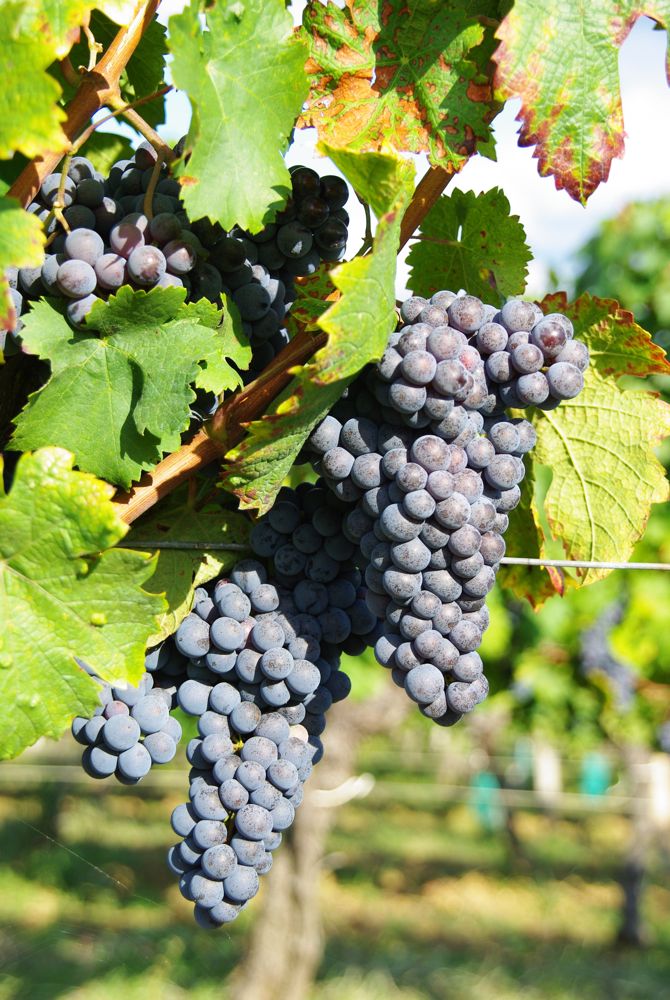 grappe de raisin dans les vignobles près de Saint-Emilion