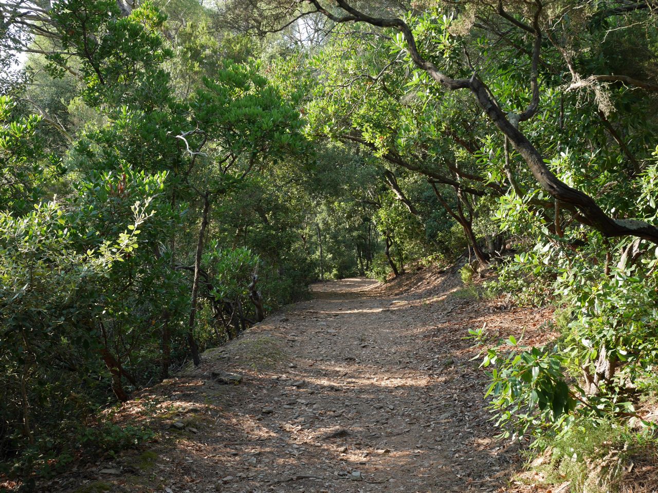 Forêt de l'île de Port Cros