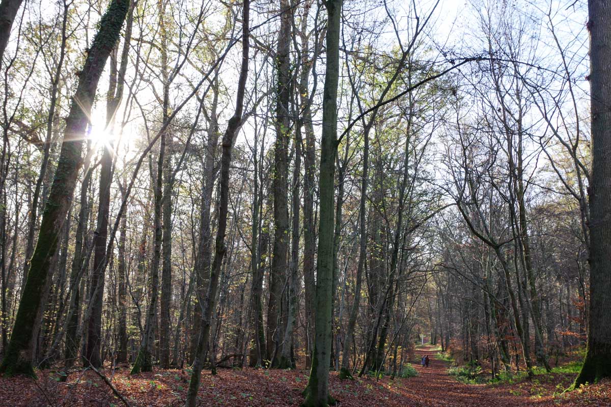 Forêt de Compiègne