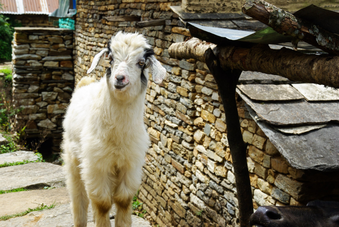 chèvre se rendant au sacrifice