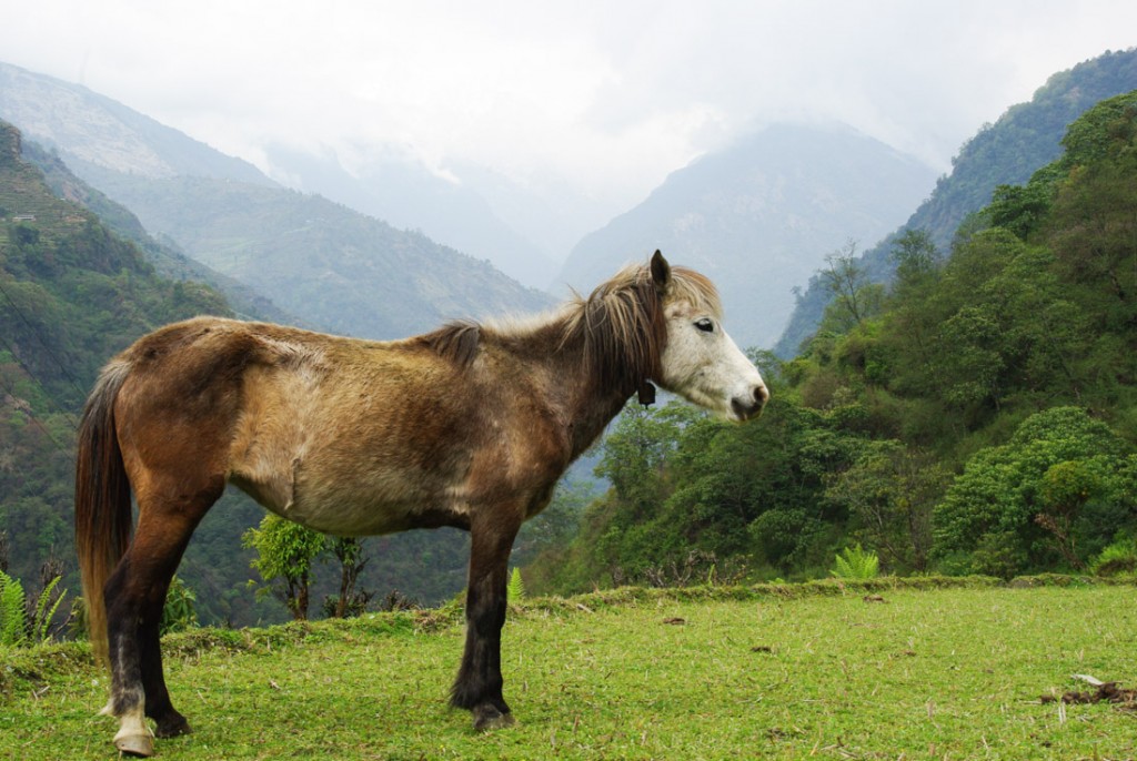 cheval dans les pâturages de l'Himalaya au Népal