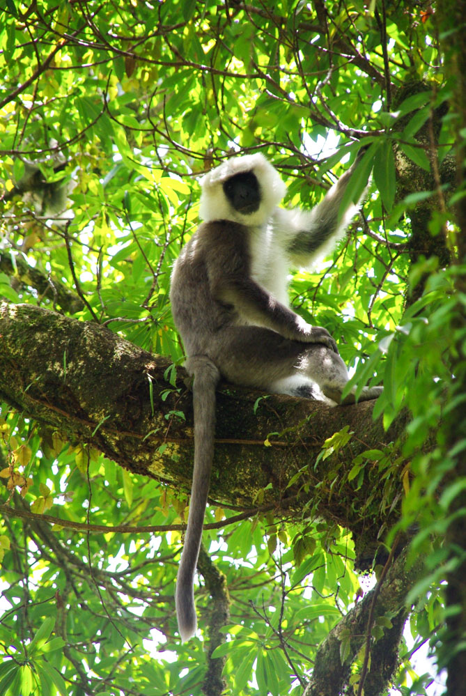 singe dans un arbre