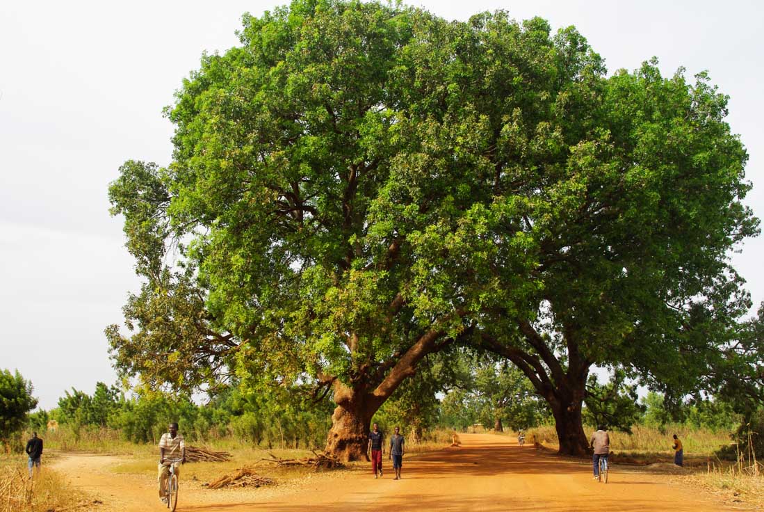 campagne-koudougou