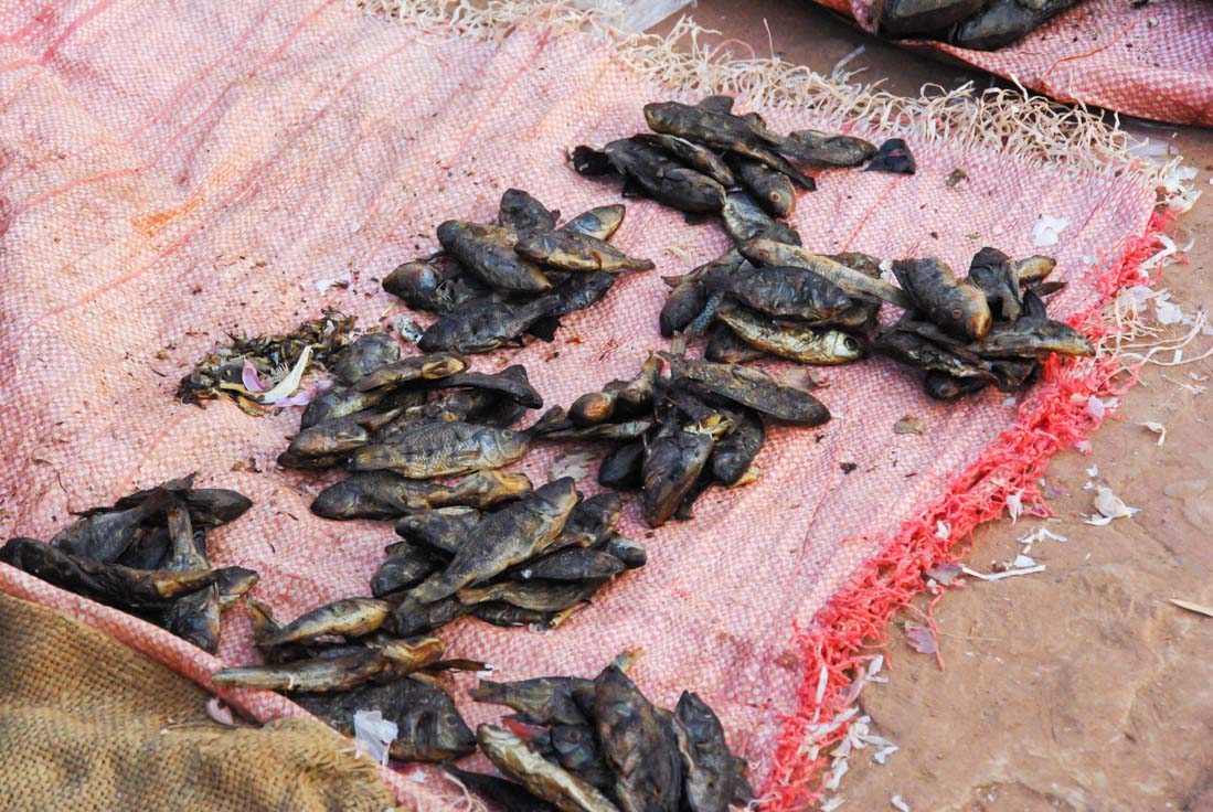 poissons séché sur un étal de marche à koudougou au Burkina Faso