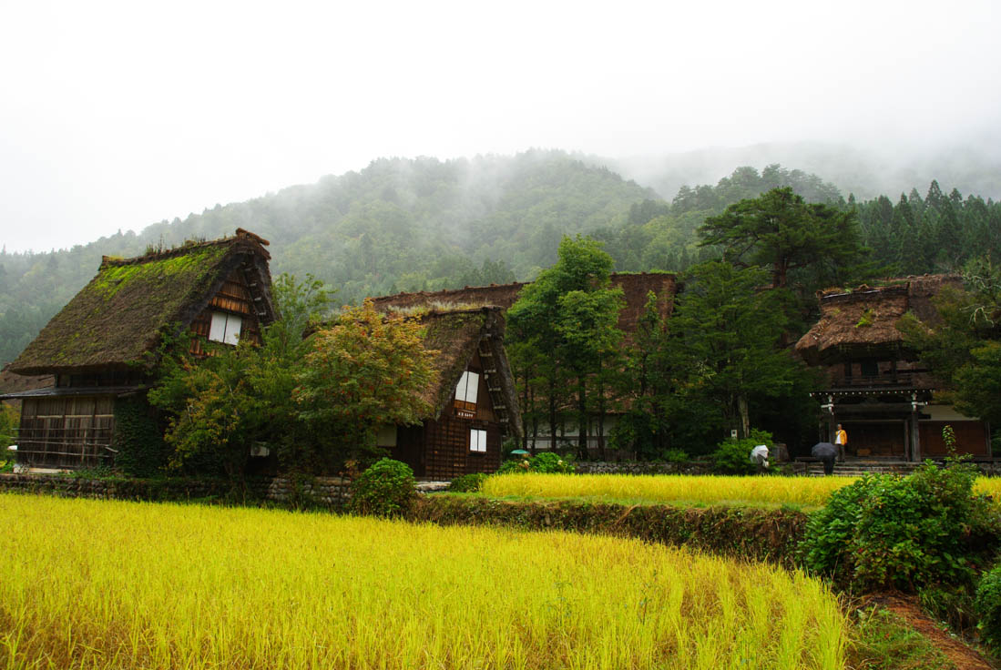 rizière dans le village de shirakawa-go