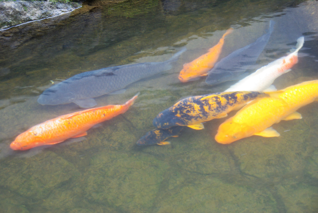 Les carpes du canal d'Hida Furukawa