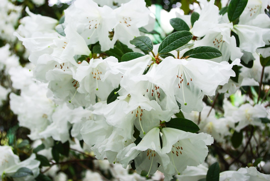 fleurs blanches - visite des serres royales de Laeken à Bruxelles