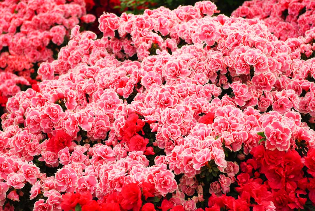 Fleurs roses - Serres royales de Laeken - Bruxelles