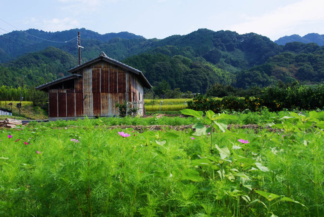 Campagne japonaise autour de Nara