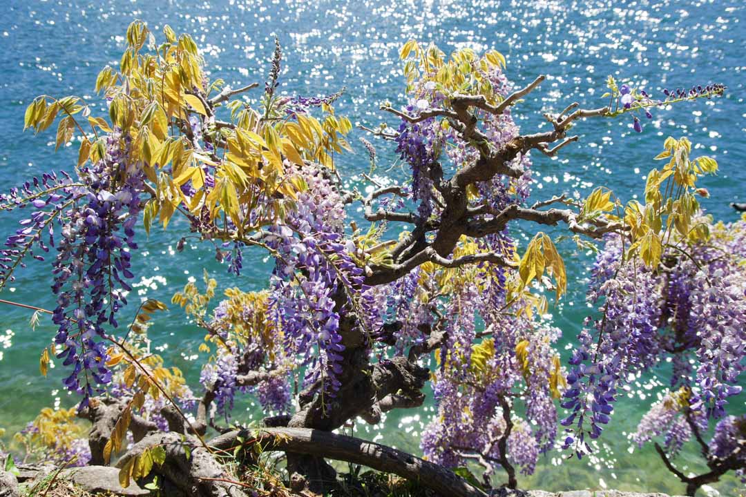 Glycine en fleurs au bord du lac de Lugano