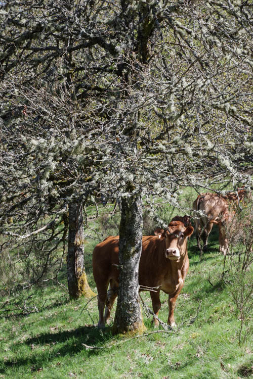 Un troupeau de vaches sur le plateau de Millevaches - Corrèze