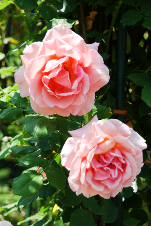 roses roses