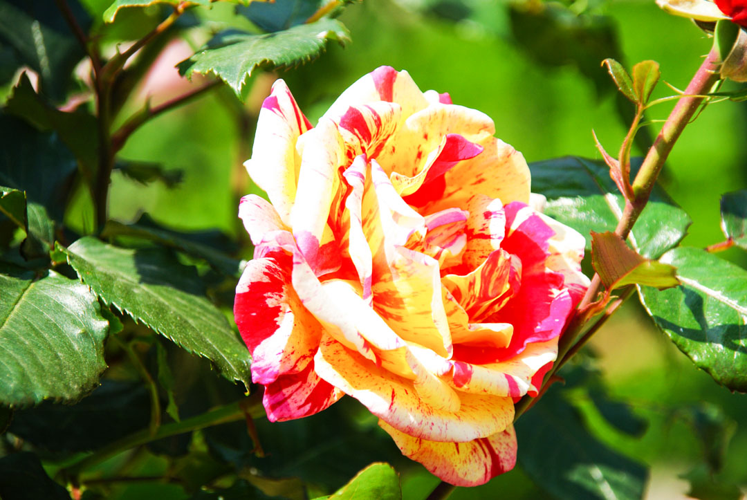 rose bicolore