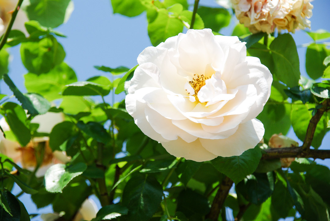 rose blanche