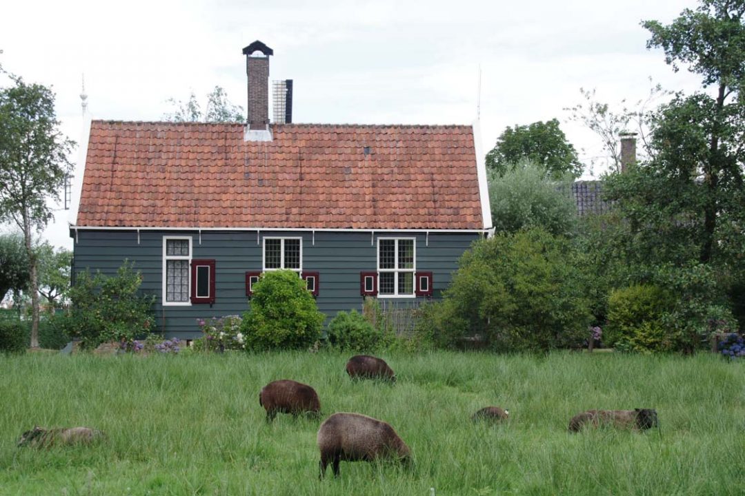 village de Zaanse-Schans