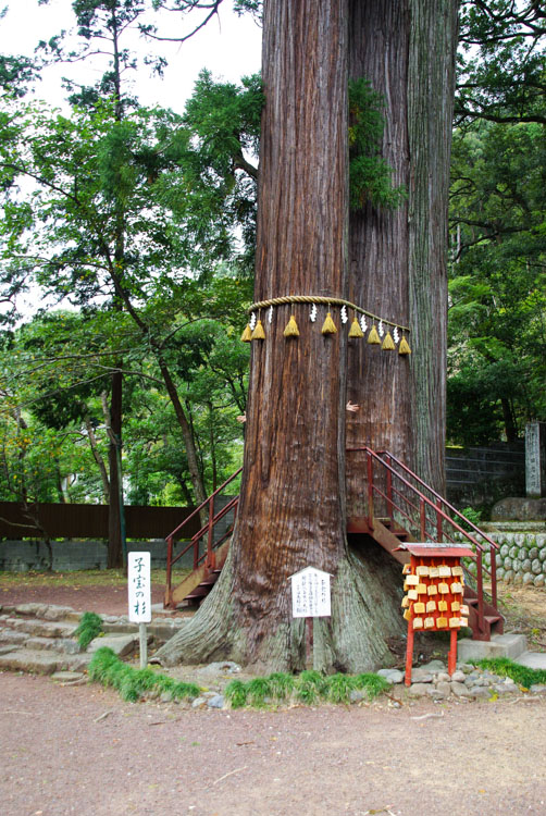 arbres sacrés à Shuzenji Onsen