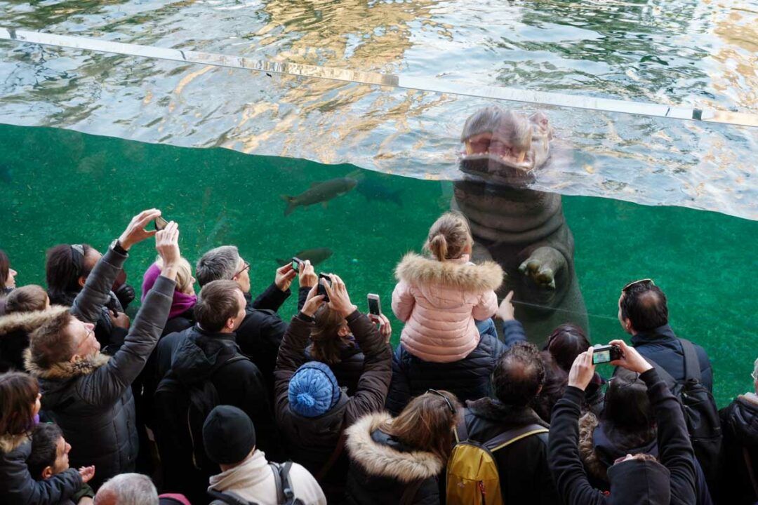 Animations pédagogiques autour du nourrissage d'un hippopotame au Zoo de Beauval