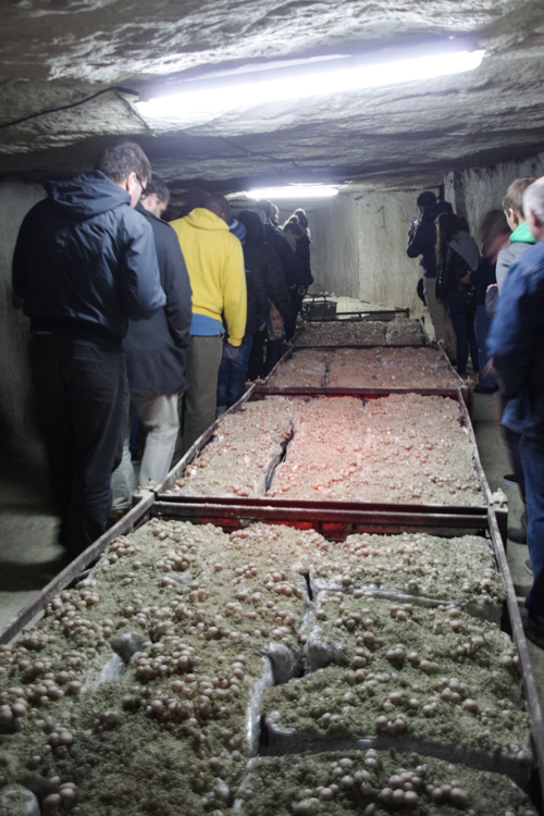 Visite cave de champignon de Paris dans le Loir et Cher