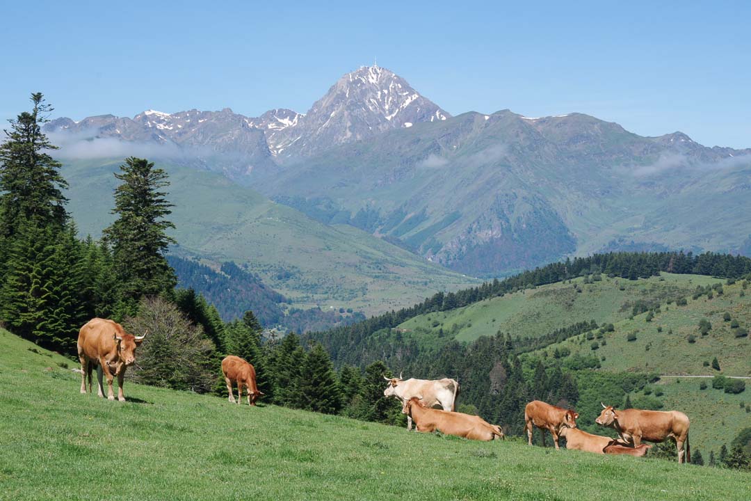 les vaches du col d'Aspin et la vue sur le Pic du Midi